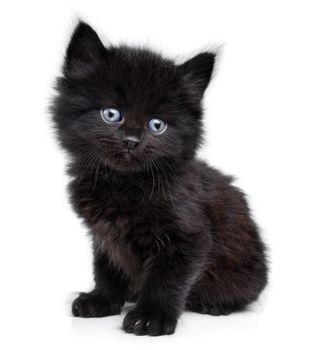 Black little kitten sitting down a on a white background