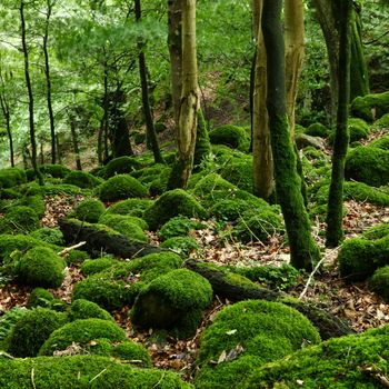 Mossy rocks and stones in the forest