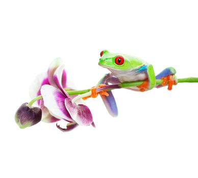 A red-eyed tree frog perched on an orchid.  Shot on white background.