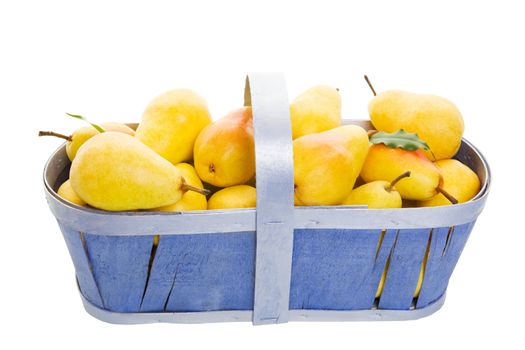 Freshly picked Bartlett pears in a periwinkle blue basket.  