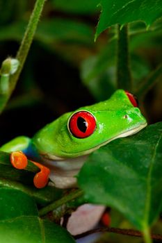 Closeup portrait of a red eyed tree frog sitting in the leaves.