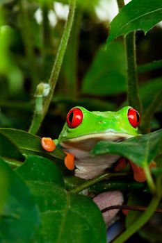 A red eyed tree frog peeking out of her hiding place in the leaves.  