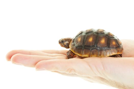 A 4 year-old Red Footed Tortoise in a man's hand.  Shot on white background.