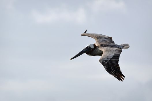 Pelican Flying