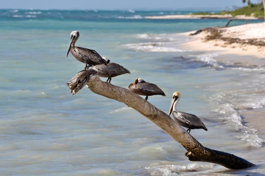 Pelicans on a Tree