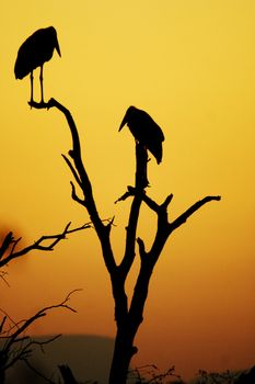 Two Marabou storks preparing for the night. Kruger National Park, South Africa