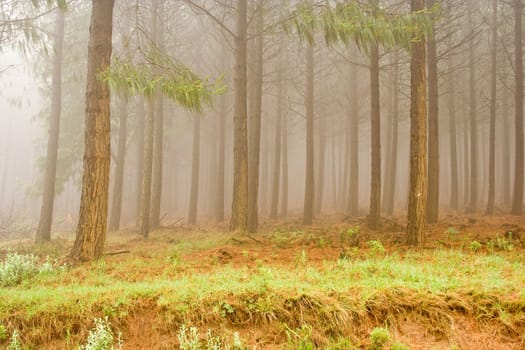 Misty pine forest photographed on the Cloudy Mountain (Wolkberg). Limpopo Province, South Africa.