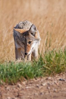 A wild coyote at the side of the road.  Shot in the Alberta badlands near Medicine Hat, Alberta, Canada.  
