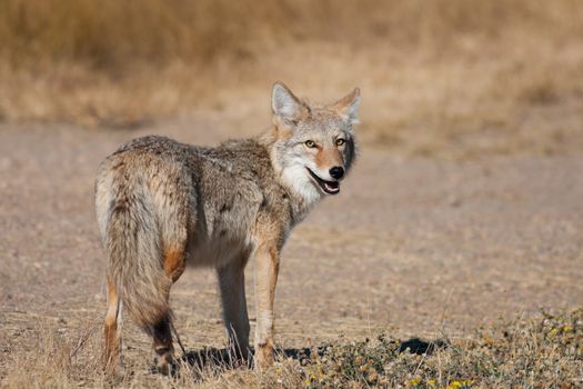 A wild coyote looking back at the camera.  Shot in the Alberta badlands near Medicine Hat, Alberta, Canada.  