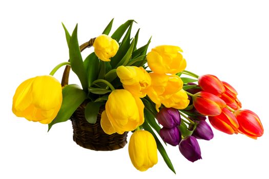 A variety of freshly cut tulips in a brown ceramic basket.  Shot on white background.