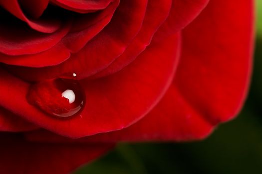 A drop of dew on a miniature red, tea rose.