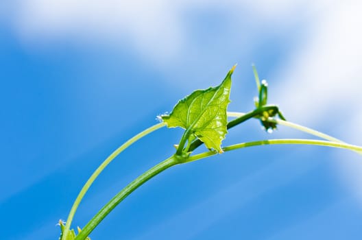 green leaf and blue sky in fresh nature