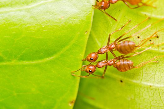 red ant teamwork on green leaf