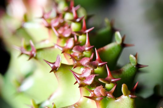 close up cactus