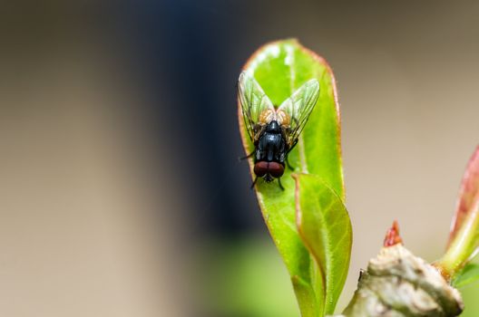 fly in green nature or in the city or food