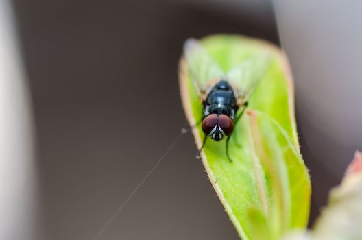 fly in green nature or in the city or food