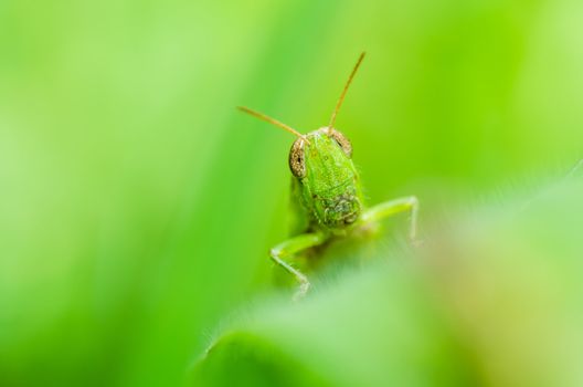 grasshopper macro in green nature or in the garden