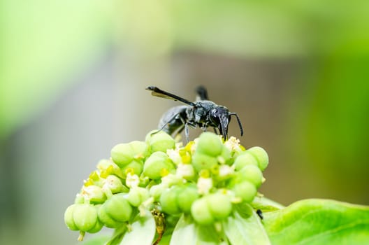 wasp in green nature or in garden. It's danger.