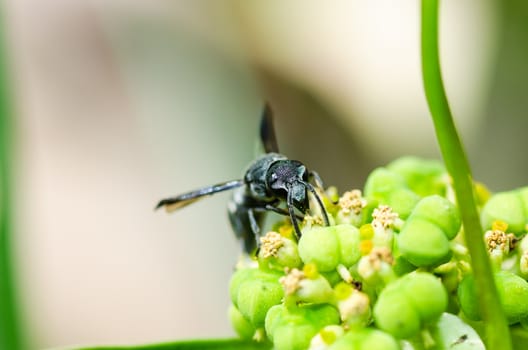 wasp in green nature or in garden. It's danger.