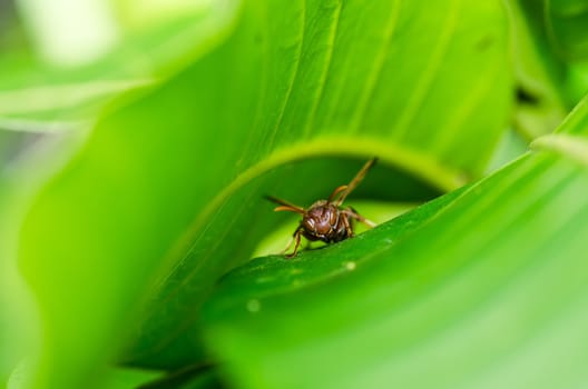 waspin leaf in green nature or in garden. It's danger.