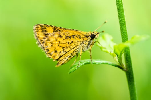 butterfly in green nature or in the garden