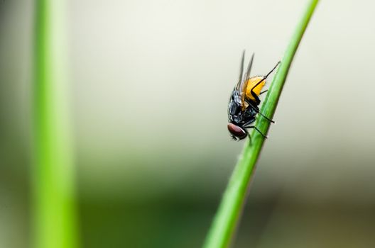 fly in green nature or in the city or on food