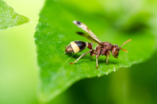 wasp in green nature or in garden. It's danger.