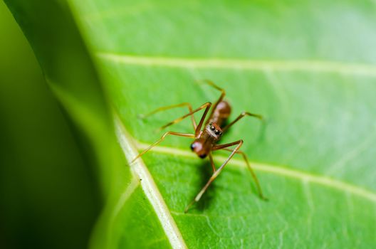 spider in nature or in the garden