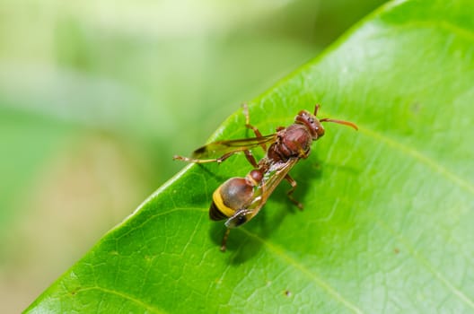 wasp in green nature or in garden. It's danger.