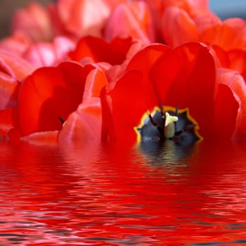 An image of nice red tulip in water
