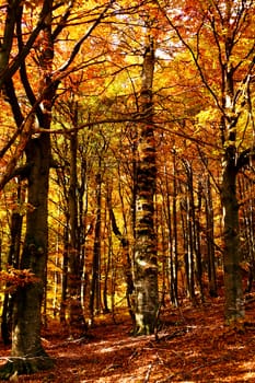 An image of a yellow trees in a forest