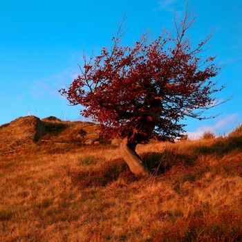An image of a red tree in the field