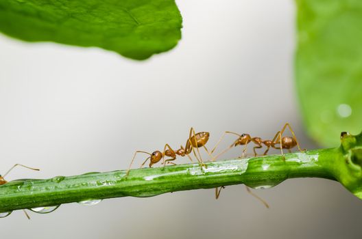 red ant in green nature or in forest