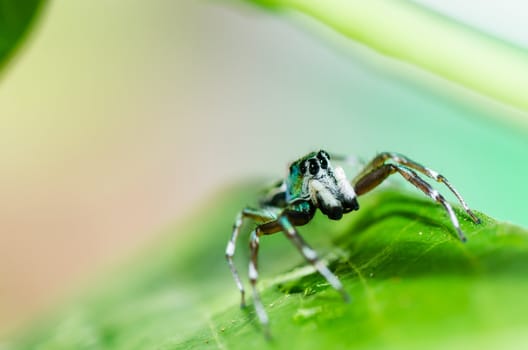 jumping spider in green nature or in the garden