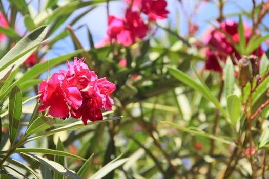 Garden with beautiful pink flowers at sunny day