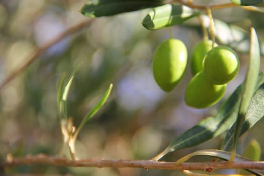 Close up green ripe olives on a tree