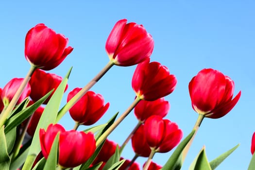 Red tulips on blue sky background close-up