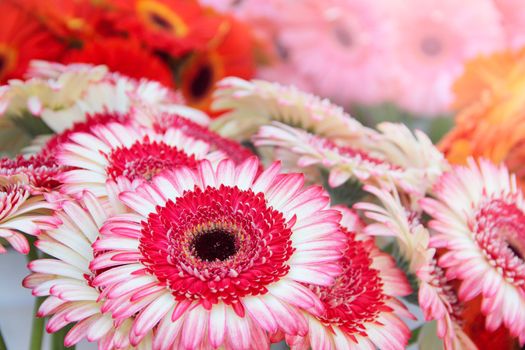 Colorful pink and red gerbera background close up