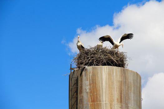 Three storks in nest on blue sky background