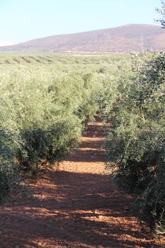 Beautiful landscape with olive tree plantation under blue sky