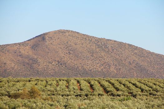 Beautiful landscape with olive tree plantation under blue sky