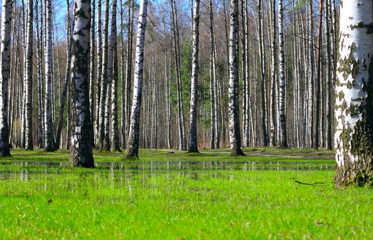 Springtime wet deciduous forest with standing water and birch trees
