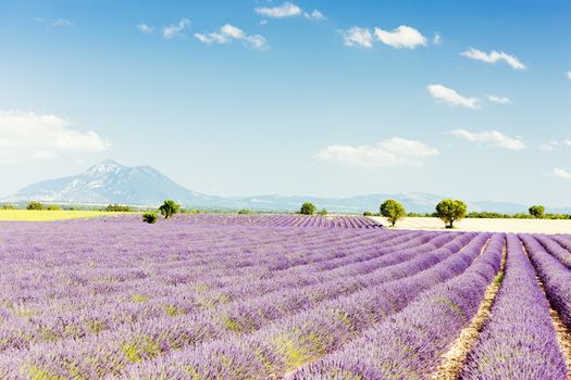 lavender field, Plateau de Valensole, Provence, France