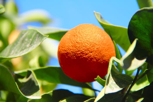 Fresh ripe orange on tree in Spain close-up