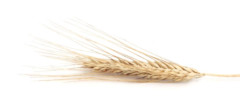 Wheat ears isolated on white background 