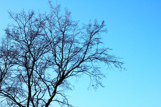 Naked tree on clear blue sky background
