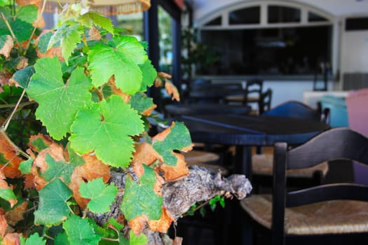 Interior of romantic outdoor veranda cafe and green vines