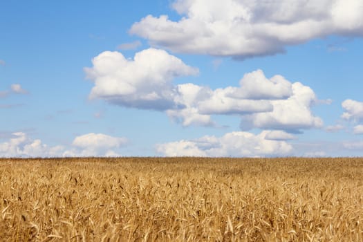 Golden wheat field under cloudy blue sky