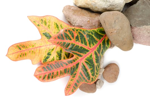 stones with color leaf on a white background