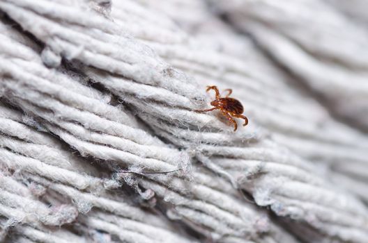 Ixodes scapularis or tick on white background